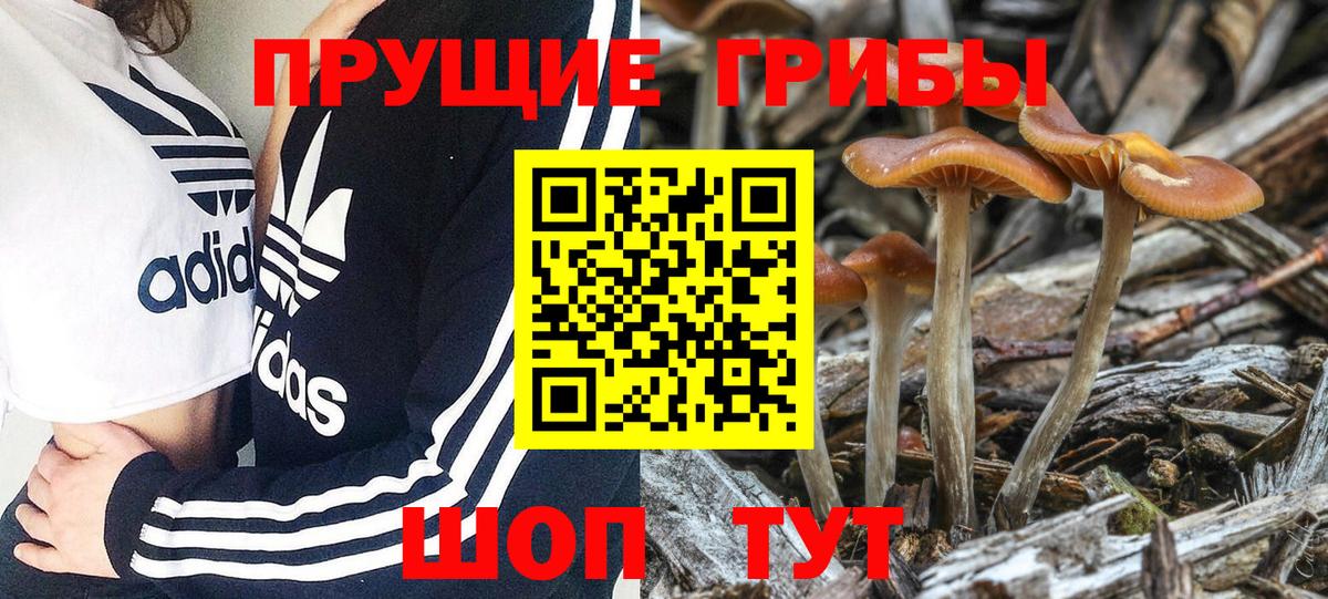 Галлюциногенные грибы Psilocybine cubensis  Псилоцибиновые грибы прущие грибы  закладка  Вход с VPN  Коркино 